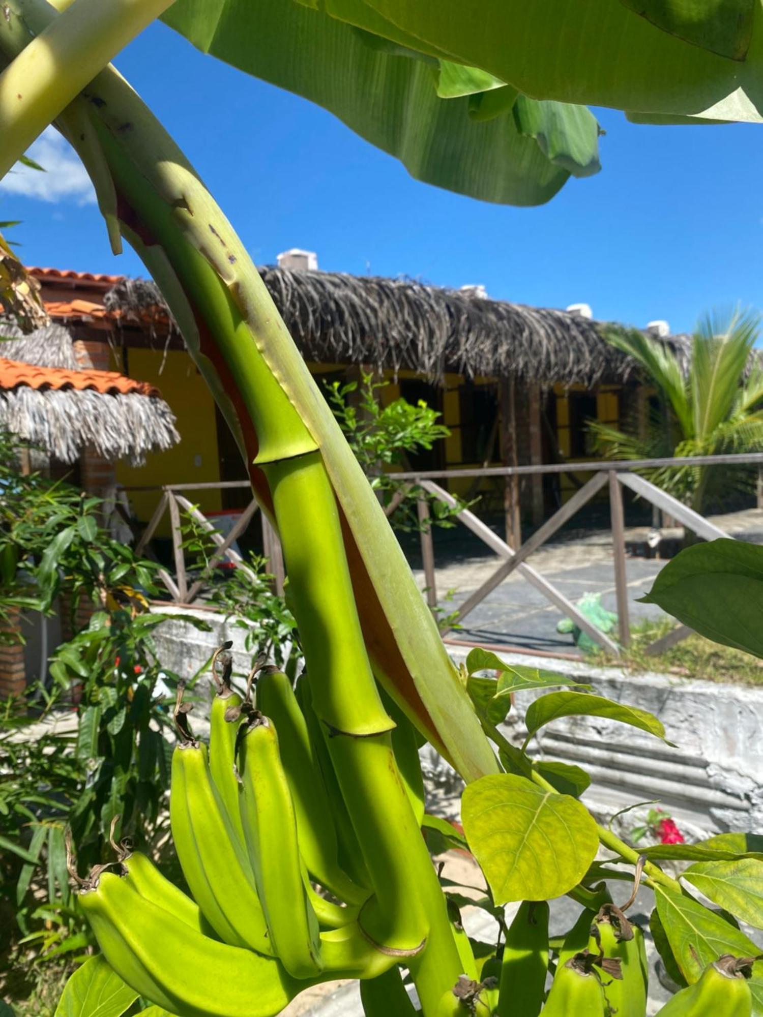 Pousada Rancho Sol Nascente Tutóia Dış mekan fotoğraf